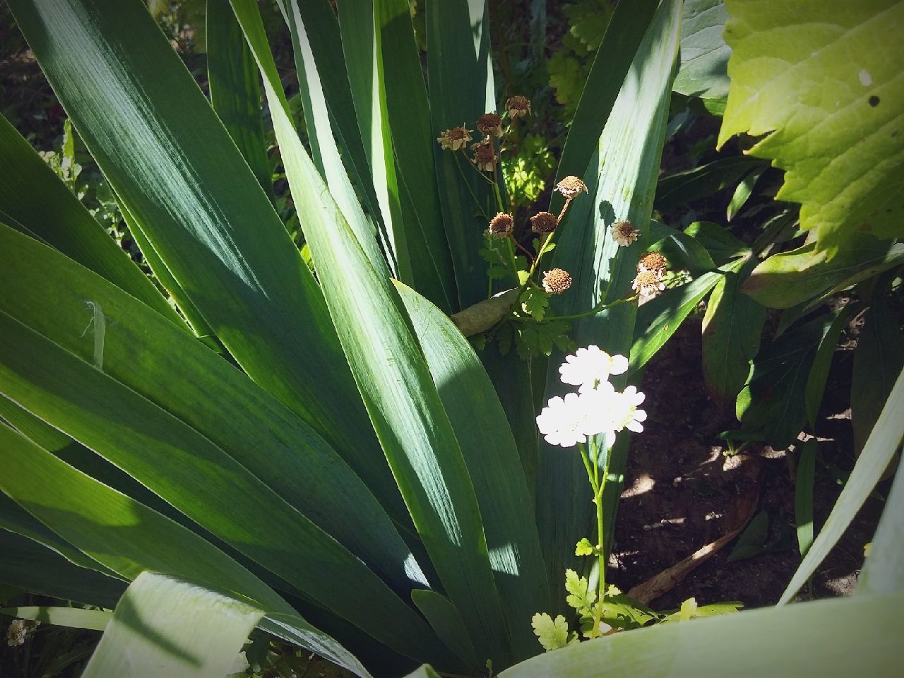 CLOSE-UP OF PLANTS