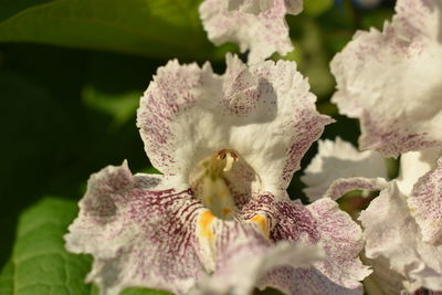 Close-up of flowering plant