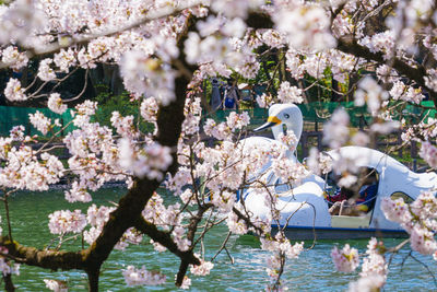 Cherry blossoms in spring