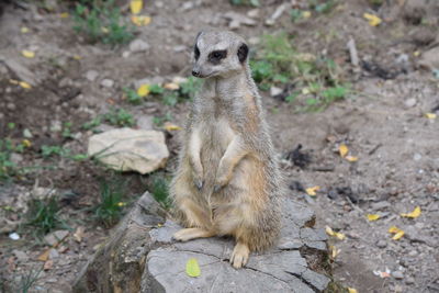 Meerkat on tree stump