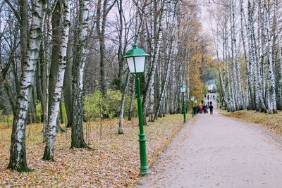 People on road amidst bare trees in forest during autumn