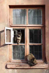 Cat sitting on window