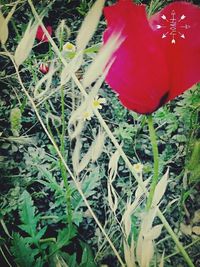 Close-up of red tulips