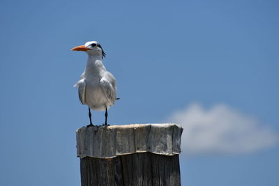 Low angle view of seagull perching on wooden post