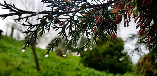 Close-up of water drops on plant