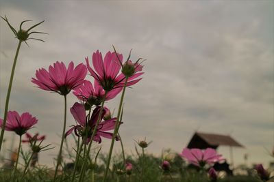 Close-up of pink flowering plant