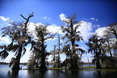 Low angle view of trees in sea