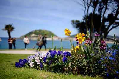 Flowers blooming by sea against sky