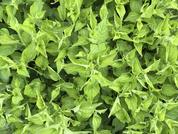 Full frame shot of green leaves