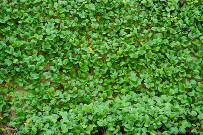 Full frame shot of fresh green plants