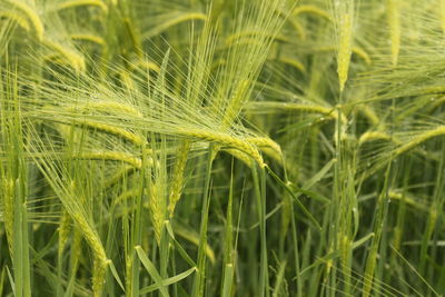 Close-up of wheat growing on field