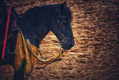 Horse standing on muddy field