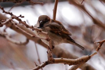 Close-up of bird perching on branch