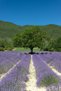 Scenic view of purple flowering plants on land against blue sky