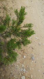 High angle view of pine tree on field