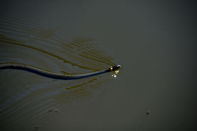 High angle view of turtle in a lake