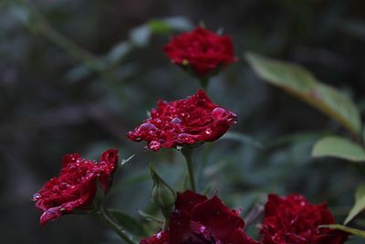 Close-up of red flowers in park