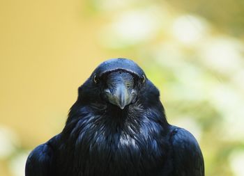 Close-up portrait of a raven bird