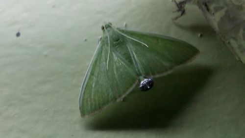 Close-up of insect on water