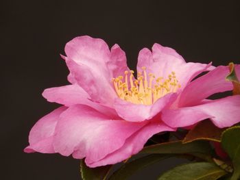 Close-up of pink flower against black background