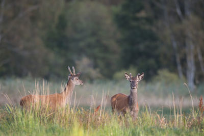 Deer in a field