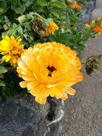 High angle view of bee on yellow flower