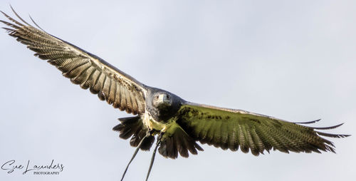 Low angle view of eagle flying against clear sky