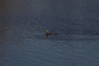 A cormorant in the middle of a fresh water lake