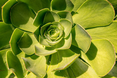 Full frame shot of succulent plant