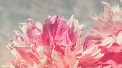 Retro toning image with beautiful fresh gentle pale pink peonies close up on light grey. 