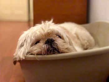 Close-up of a dog at home