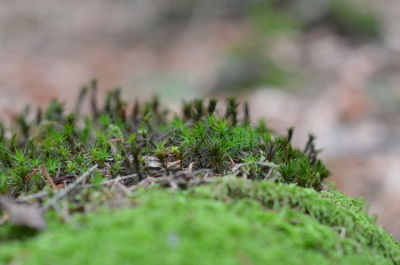 Close-up of small plant growing on field