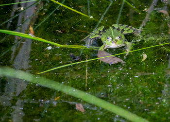 Close-up of frog in water