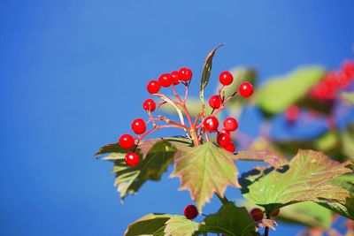 Low angle view of red berries growing on tree against sky