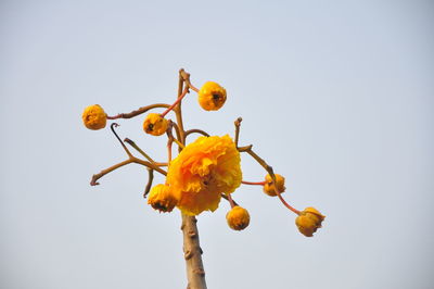 Low angle view of yellow flowering plant against clear sky