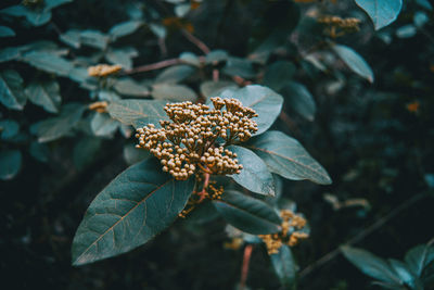 Close-up of green leaves on plant