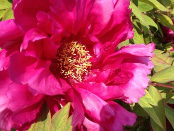 Close-up of pink flower blooming outdoors