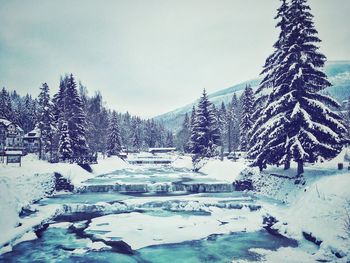 Snow covered trees