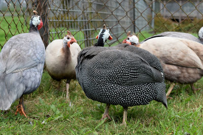 Close-up of birds on field