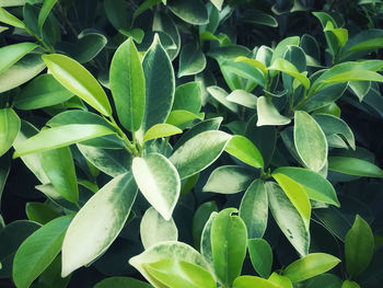 Full frame shot of green leaves