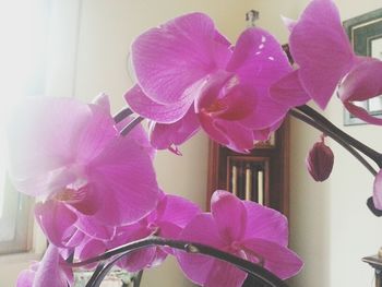 Close-up of pink orchids