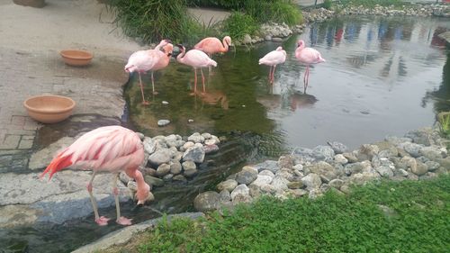 View of birds perching on water