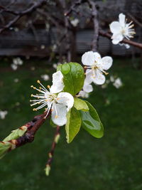 Close-up of white flowers blooming on tree