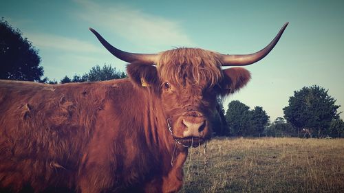 Cow in a field