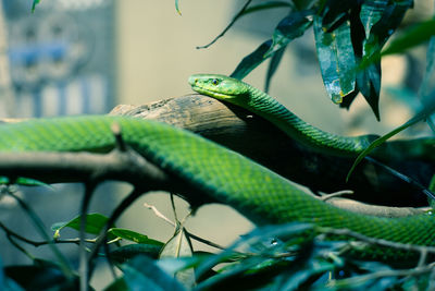 Close-up of snake on tree