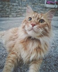 Close-up portrait of cat