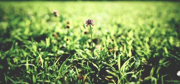 Close-up of flower blooming outdoors