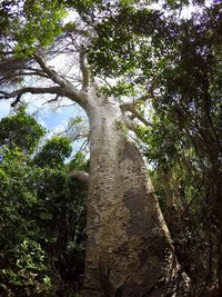 Low angle view of trees in forest against sky