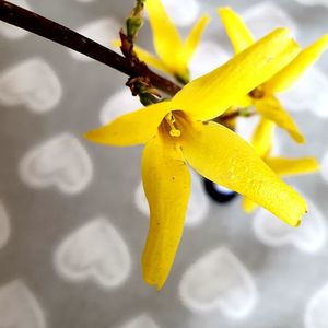 Close-up of yellow flowering plant