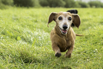 Portrait of dog running on grassy field